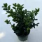 Ilex crenata 'Jenny' - Csipkéslevelű magyal