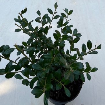 Ilex crenata 