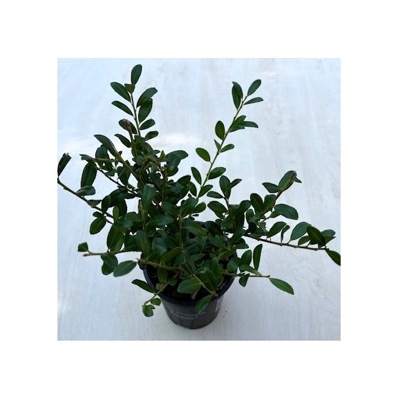 Ilex crenata 
