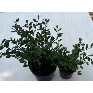 Ilex crenata 