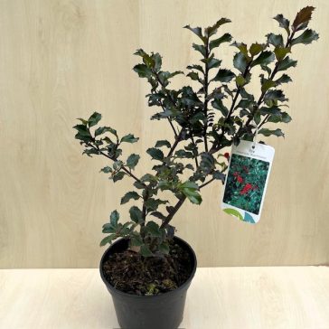 Ilex meservae 'Blue Princess'