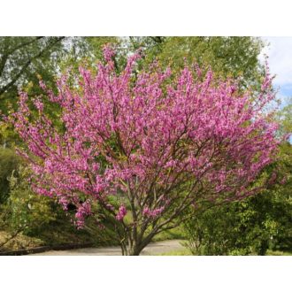 Cercis siliquastrum