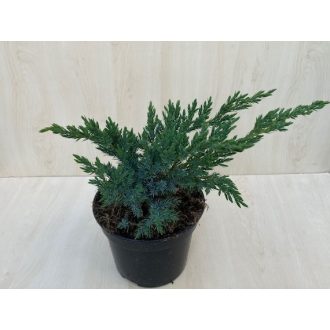 Juniperus squamata 'Blue Swede'