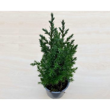 Juniperus chinensis 'Stricta'