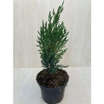 Juniperus chinensis 'Stricta'