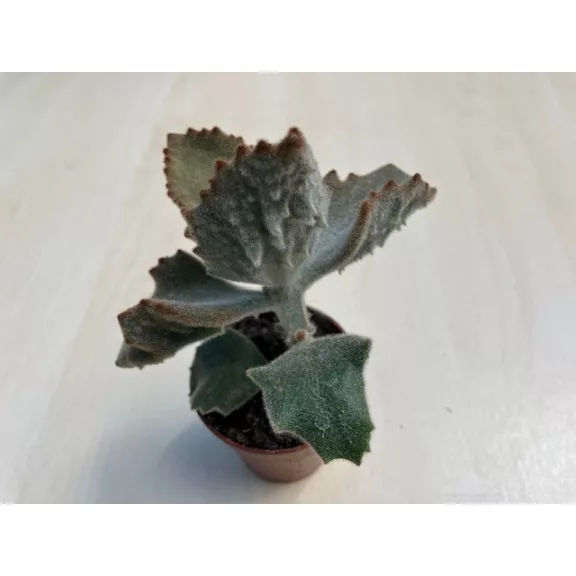 Kalanchoe beharensis 'Fang' Kalanchoe beharensis 'Fang'