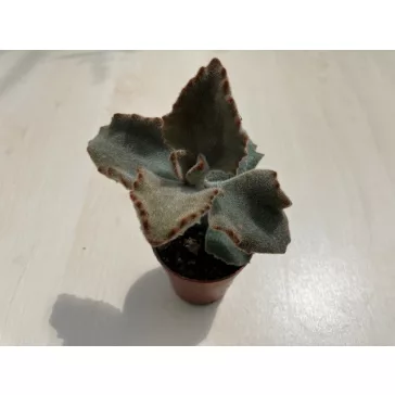 Kalanchoe beharensis 'Fang'