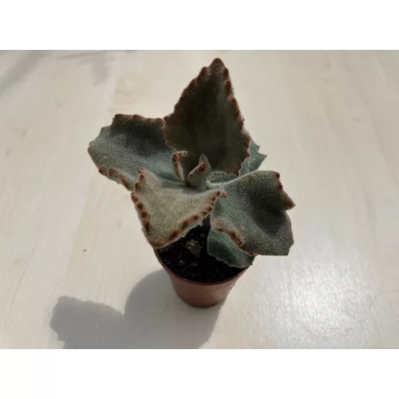 Kalanchoe beharensis 'Fang' Kalanchoe beharensis 'Fang'