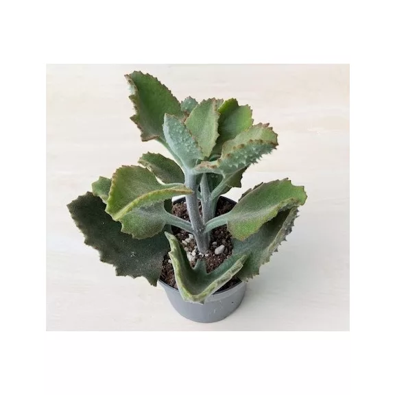 Kalanchoe beharensis 'Fang' Kalanchoe beharensis 'Fang'