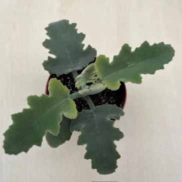 Kalanchoe beharensis