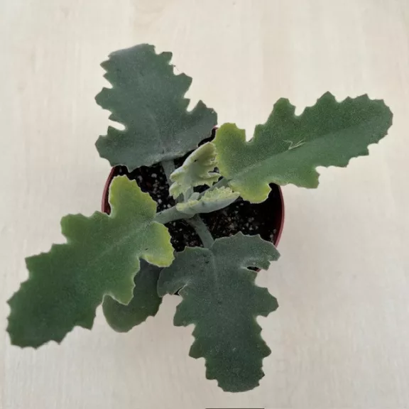 Kalanchoe beharensis Kalanchoe beharensis