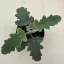 Kalanchoe beharensis