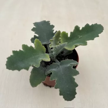 Kalanchoe beharensis