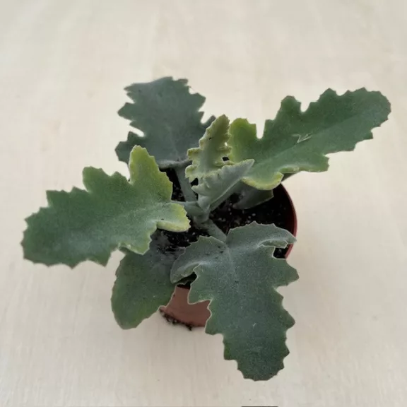 Kalanchoe beharensis Kalanchoe beharensis