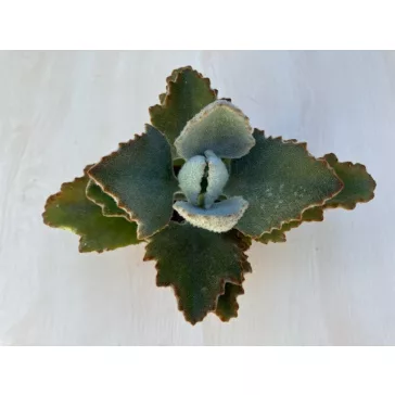 Kalanchoe beharensis 'Fang'