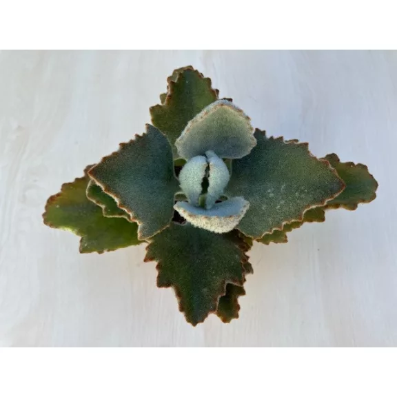 Kalanchoe beharensis 'Fang'