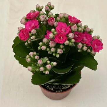 Kalanchoe blossfeldiana