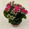 Kalanchoe blossfeldiana
