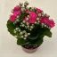 Kalanchoe blossfeldiana