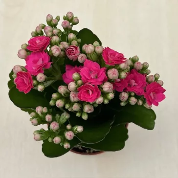 Kalanchoe blossfeldiana