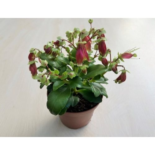 Kalanchoe 'Dream Bell' 