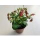Kalanchoe 'Dream Bell' 