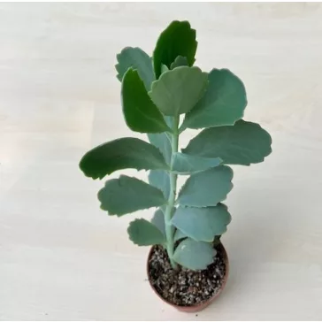 Kalanchoe fedtschenkoi