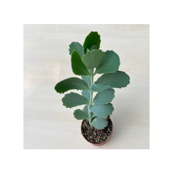 Kalanchoe fedtschenkoi Kalanchoe fedtschenkoi