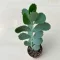 Kalanchoe fedtschenkoi