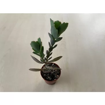 Kalanchoe fedtschenkoi
