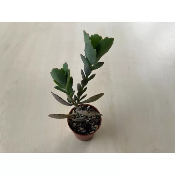 Kalanchoe fedtschenkoi Kalanchoe fedtschenkoi