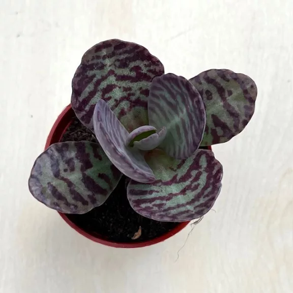 Kalanchoe humilis Kalanchoe humilis