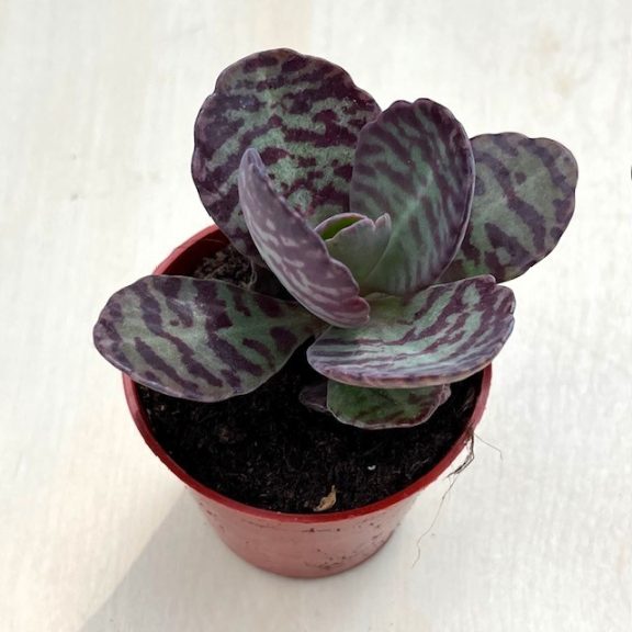 Kalanchoe humilis