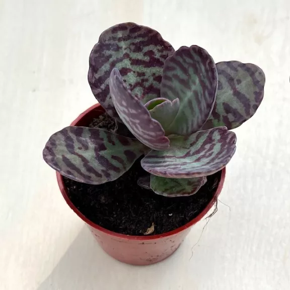 Kalanchoe humilis Kalanchoe humilis