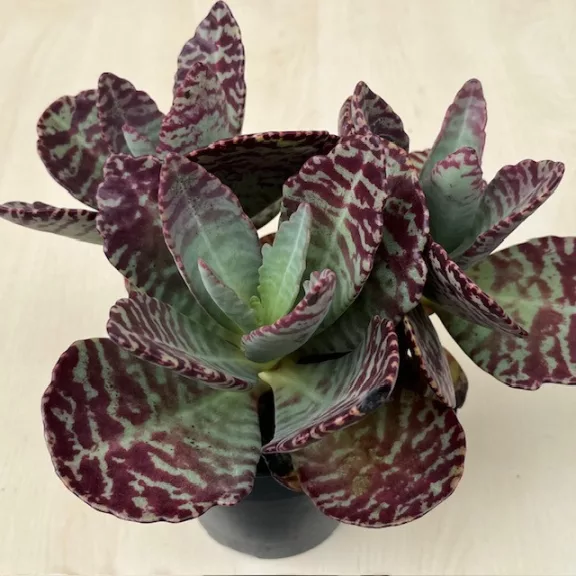 Kalanchoe humilis 'Desert Surprise' Kalanchoe humilis 'Desert Surprise'