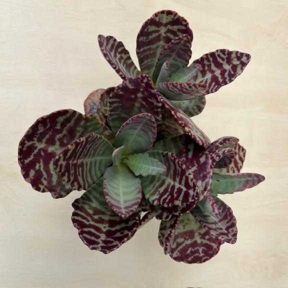 Kalanchoe humilis 'Desert Surprise' Kalanchoe humilis 'Desert Surprise'