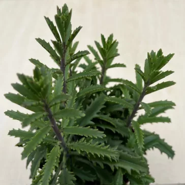 Kalanchoe laciniata