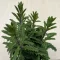 Kalanchoe laciniata