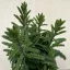 Kalanchoe laciniata
