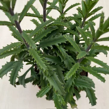 Kalanchoe laciniata