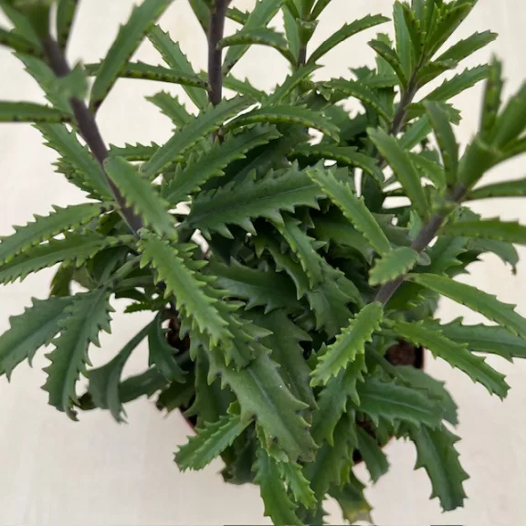 Kalanchoe laciniata Kalanchoe laciniata