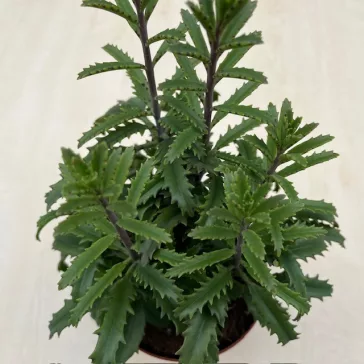 Kalanchoe laciniata