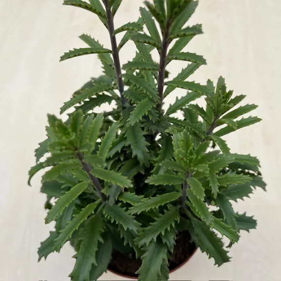 Kalanchoe laciniata Kalanchoe laciniata