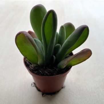 Kalanchoe luciae ‘Oricula’