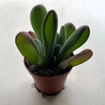 Kalanchoe luciae ‘Oricula’
