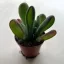 Kalanchoe luciae ‘Oricula’
