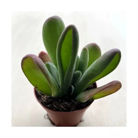 Kalanchoe luciae ‘Oricula’