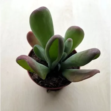 Kalanchoe luciae ‘Oricula’