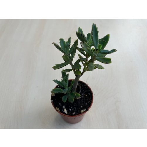 Kalanchoe 'Lucky Bells' 