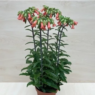 Kalanchoe 'Lucky Bells'  - after blooming